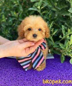 GERÇEK TEA CUP POODLE 1