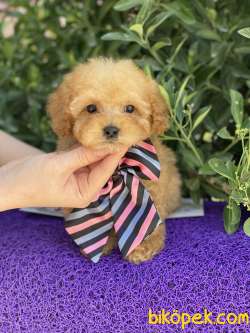 GERÇEK TEA CUP POODLE 3