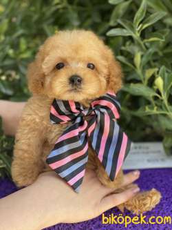GERÇEK TEA CUP POODLE 2