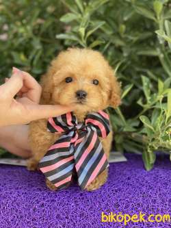GERÇEK TEA CUP POODLE 4