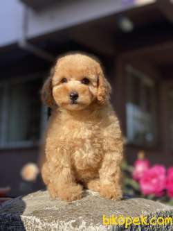 GERÇEK TEA CUP POODLE 3