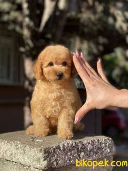 GERÇEK TEA CUP POODLE 1