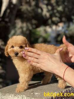 GERÇEK TEA CUP POODLE 2