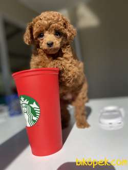 GERÇEK TEACUP RED BROWN POODLE YAVRUMUZ 1