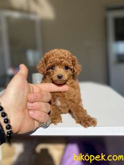 GERÇEK TEACUP RED BROWN POODLE YAVRUMUZ 3