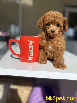 GERÇEK TEACUP SIZE DARK RED BROWN BEBEĞİMİZ 2