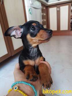 Geyik Kafa Safkan Chihuahua 3