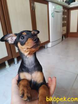 Geyik Kafa Safkan Chihuahua 2