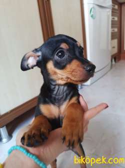 Geyik Kafa Safkan Chihuahua 4