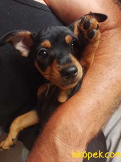 Geyik Kafa Safkan Chihuahua 1