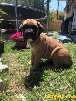 Giant Presa Canario 1