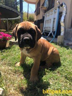 Giant Presa Canario 5