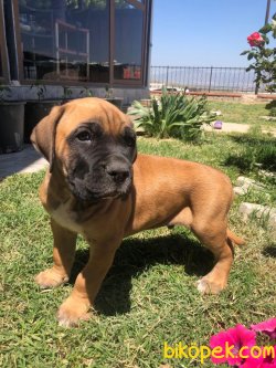 Giant Presa Canario 3