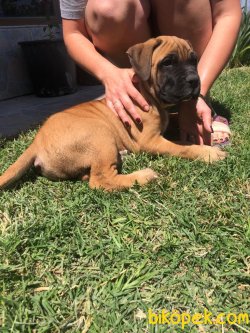 Giant Presa Canario 2