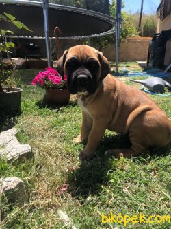 Giant Presa Canario 4