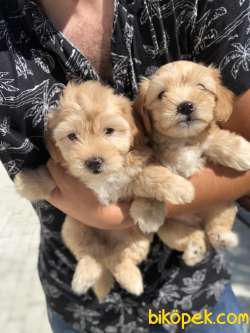 GOLD MALTİPOO BEBEKLERİMİZ 2