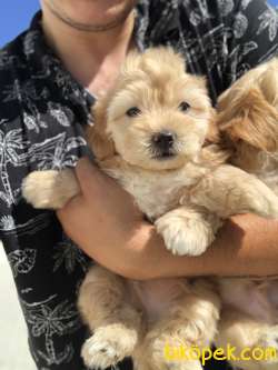 GOLD MALTİPOO BEBEKLERİMİZ 3
