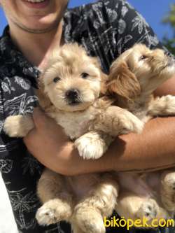 GOLD MALTİPOO BEBEKLERİMİZ 1