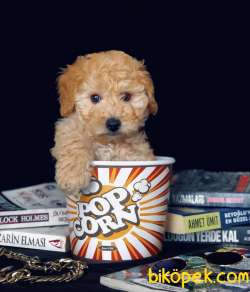 Gold Üretim Toy Poodle Yavrumuz 3
