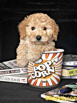 Gold Üretim Toy Poodle Yavrumuz 2