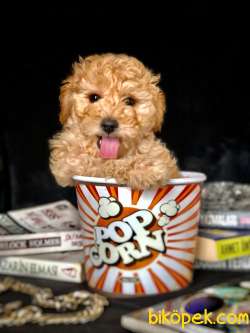 Gold Üretim Toy Poodle Yavrumuz 1