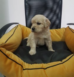 Golden 3