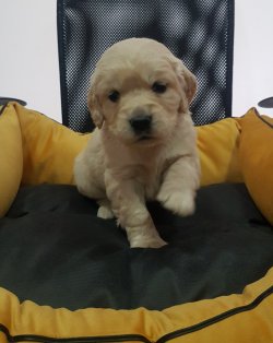 Golden 1