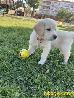 Golden 1