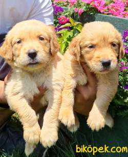Golden Baby Face Çok Tatlı Yavrular 4