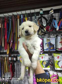 GOLDEN BABY FACE YAVRULAR 3