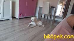 Golden Beyaz 2