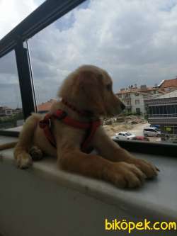 Golden Oğlumuzu Ücretli Sahiplendiriyoruz 4