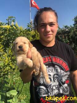Golden Redriever A Kalite Çok Tatlı Yavrular 1