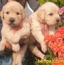 Golden Redriever Baby Face Çok Şirin Yavrular 5