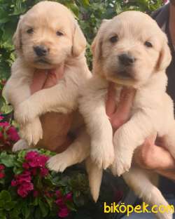 Golden Redriever Baby Face Çok Şirin Yavrular 4