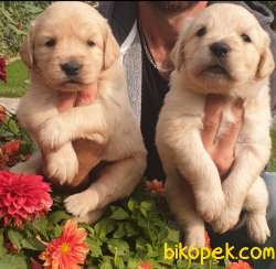 Golden Redriever Baby Face Çok Şirin Yavrular 2