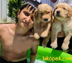 Golden Redriever Baby Face Çok Şirin Yavrular 1
