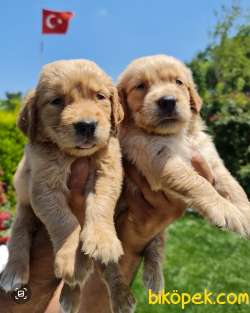 Golden Redriever Baby Face Çok Şirin Yavrular 3