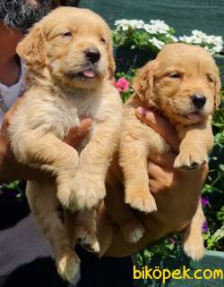 Golden Redriever Baby Face Çok Şirin Yavrular 5