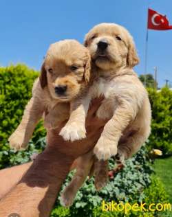 Golden Redriever Baby Face Çok Şirin Yavrular 2