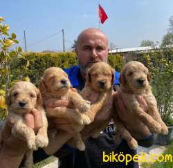 Golden Redriever Baby Face Çok Şirin Yavrular 2