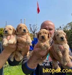 Golden Redriever Baby Face Çok Şirin Yavrular 3