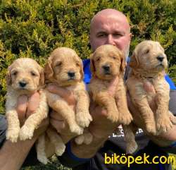 Golden Redriever Baby Face Çok Şirin Yavrular 4