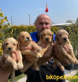 Golden Redriever Baby Face Çok Şirin Yavrular 1