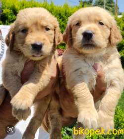 Golden Redriever Baby Face Çok Şirin Yavrular 1