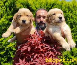 Golden Redriever Baby Face Çok Şirin Yavrular 3