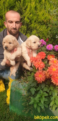 Golden Redriever Baby Face Çok Tatlı Yavrular 5