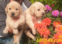 Golden Redriever Baby Face Çok Tatlı Yavrular 3