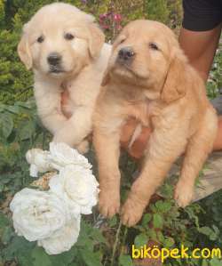 Golden Redriever Harika Yavrular 3