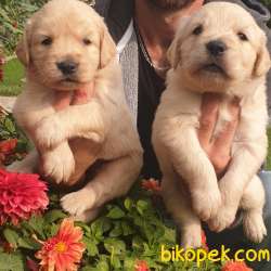 Golden Redriever Muhteşem Anne Babadan Yavrular 5